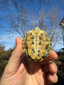 Mitch Clown Red Eared Slider Turtle