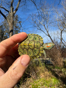 Mitch Clown Red Eared Slider Turtle