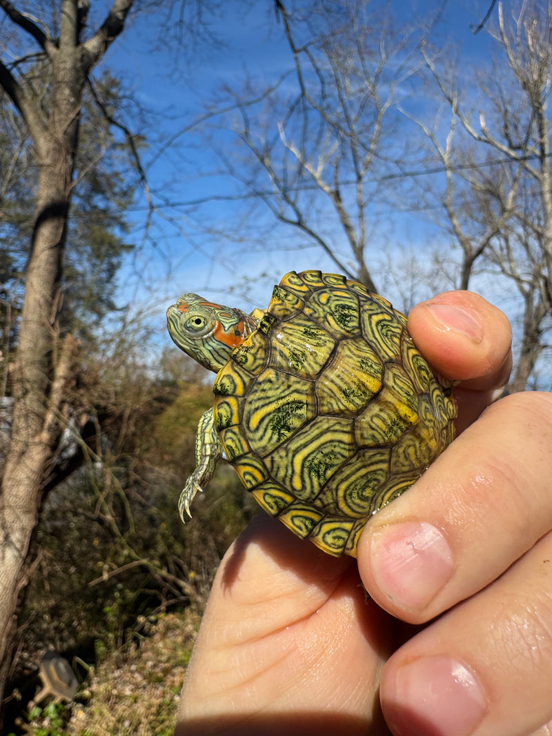 Mitch Clown Red Eared Slider Turtle