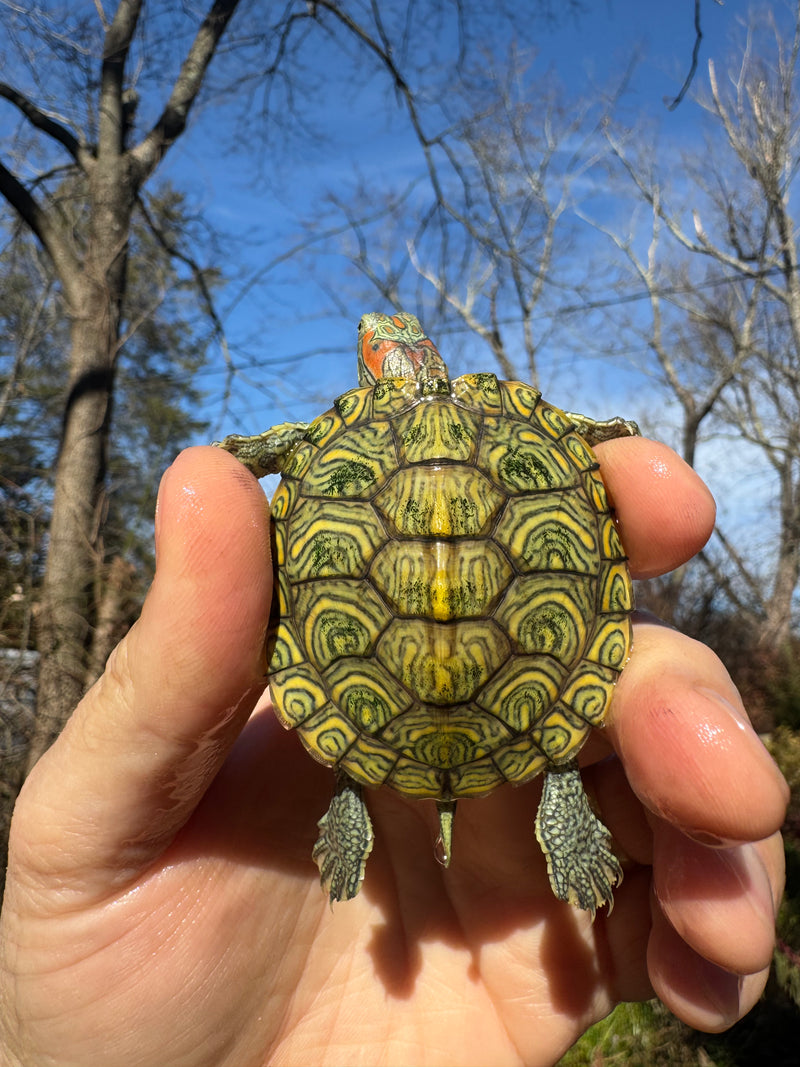 Mitch Clown Red Eared Slider Turtle
