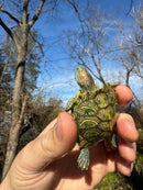 Mitch Clown Red Eared Slider Turtle