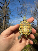Mitch Clown Red Eared Slider Turtle