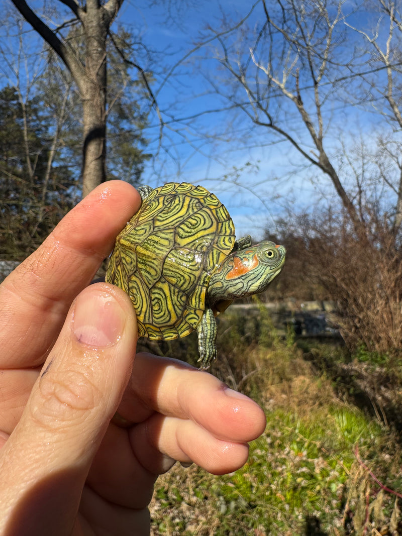 Mitch Clown Red Eared Slider Turtle