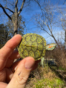 Mitch Clown Red Eared Slider Turtle