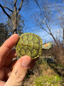 Mitch Clown Red Eared Slider Turtle