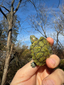 Mitch Clown Red Eared Slider Turtle