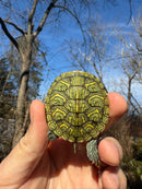 Mitch Clown Red Eared Slider Turtle