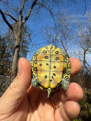 Mitch Clown Red Eared Slider Turtle