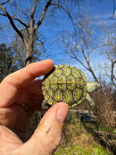 Mitch Clown Red Eared Slider Turtle