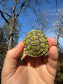 Mitch Clown Red Eared Slider Turtle