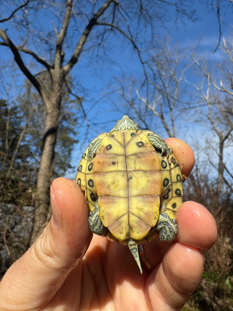 Mitch Clown Red Eared Slider Turtle