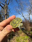 Mitch Clown Red Eared Slider Turtle