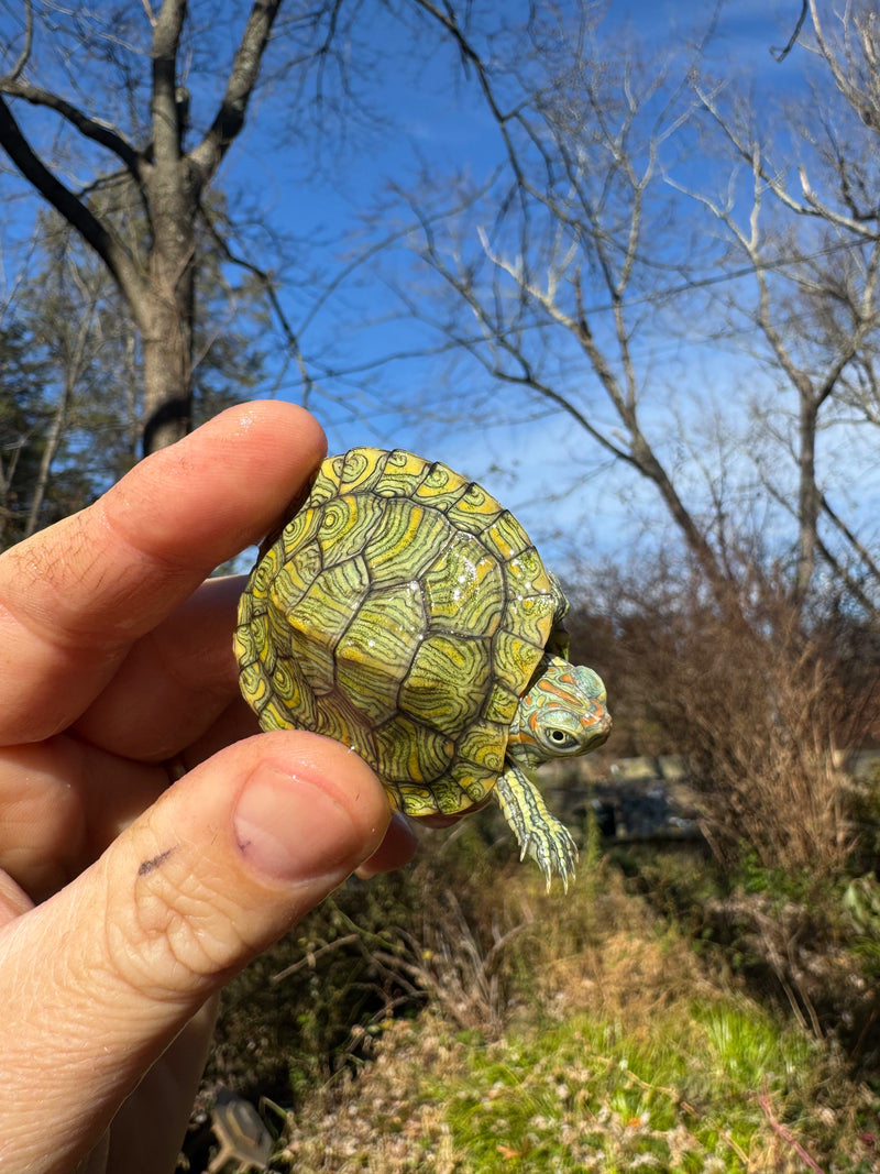 Mitch Clown Red Eared Slider Turtle