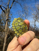 Mitch Clown Red Eared Slider Turtle