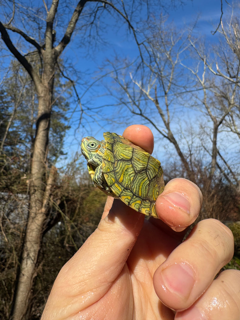 Mitch Clown Red Eared Slider Turtle
