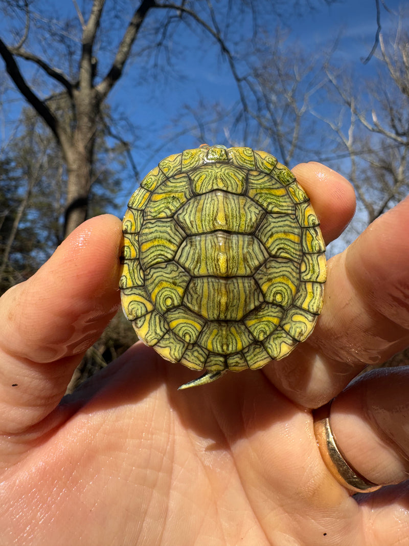 Mitch Clown Red Eared Slider Turtle