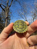 Mitch Clown Red Eared Slider Turtle
