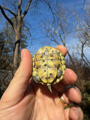 Mitch Clown Red Eared Slider Turtle