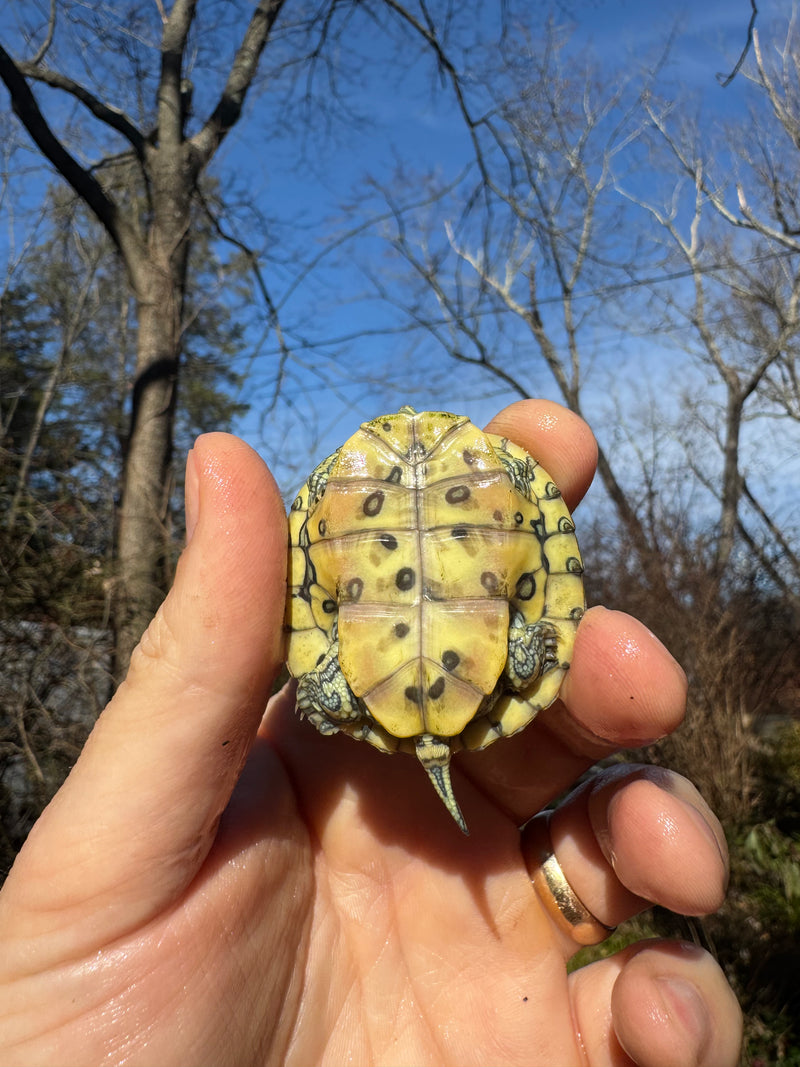 Mitch Clown Red Eared Slider Turtle
