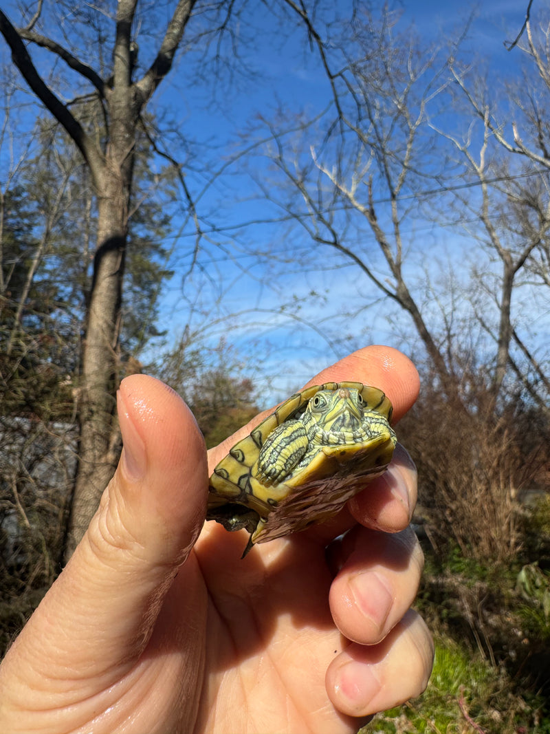 Mitch Clown Red Eared Slider Turtle