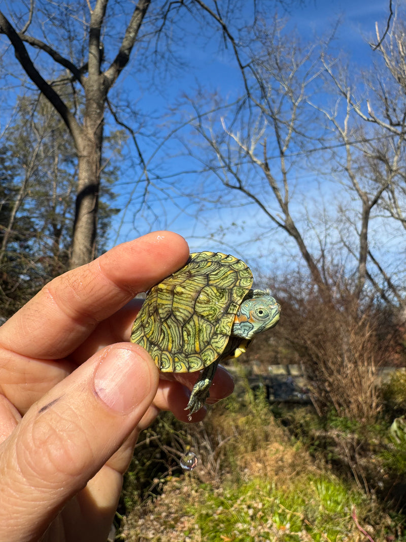 Mitch Clown Red Eared Slider Turtle