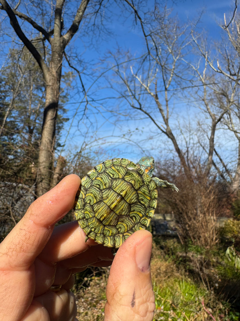 Mitch Clown Red Eared Slider Turtle