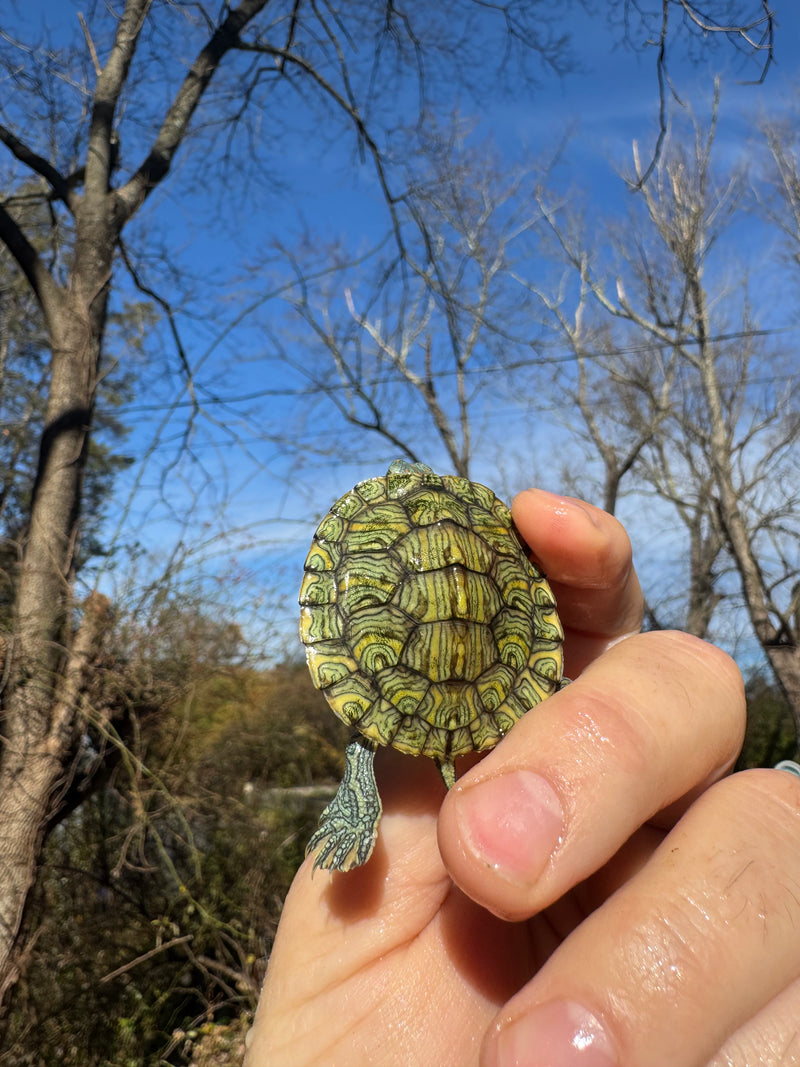 Mitch Clown Red Eared Slider Turtle