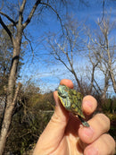 Mitch Clown Red Eared Slider Turtle