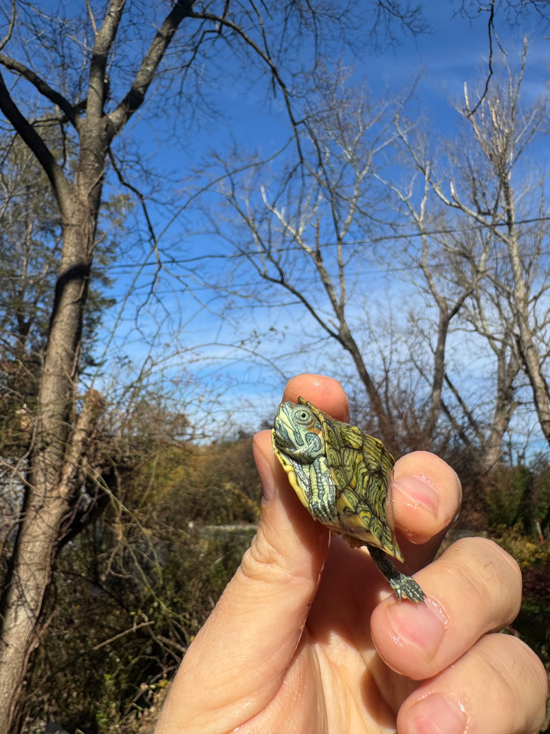 Mitch Clown Red Eared Slider Turtle