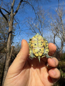 Mitch Clown Red Eared Slider Turtle