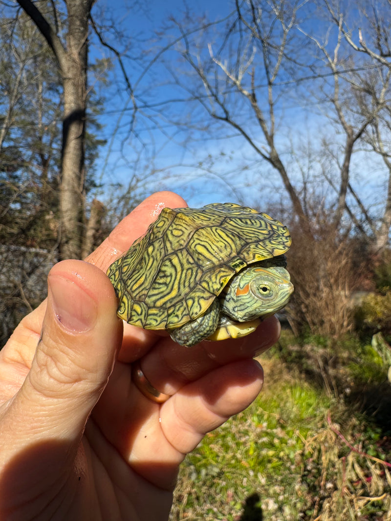 Mitch Clown Red Eared Slider Turtle