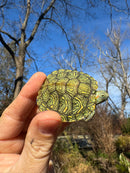 Mitch Clown Red Eared Slider Turtle