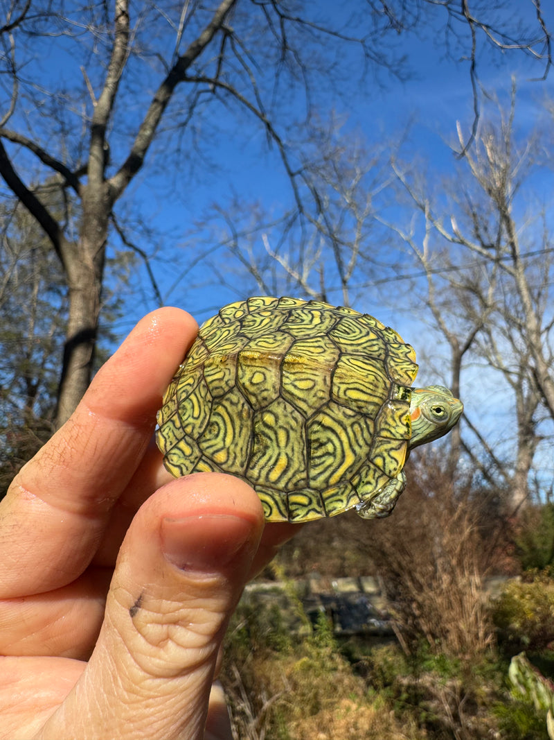 Mitch Clown Red Eared Slider Turtle