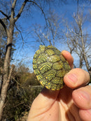 Mitch Clown Red Eared Slider Turtle