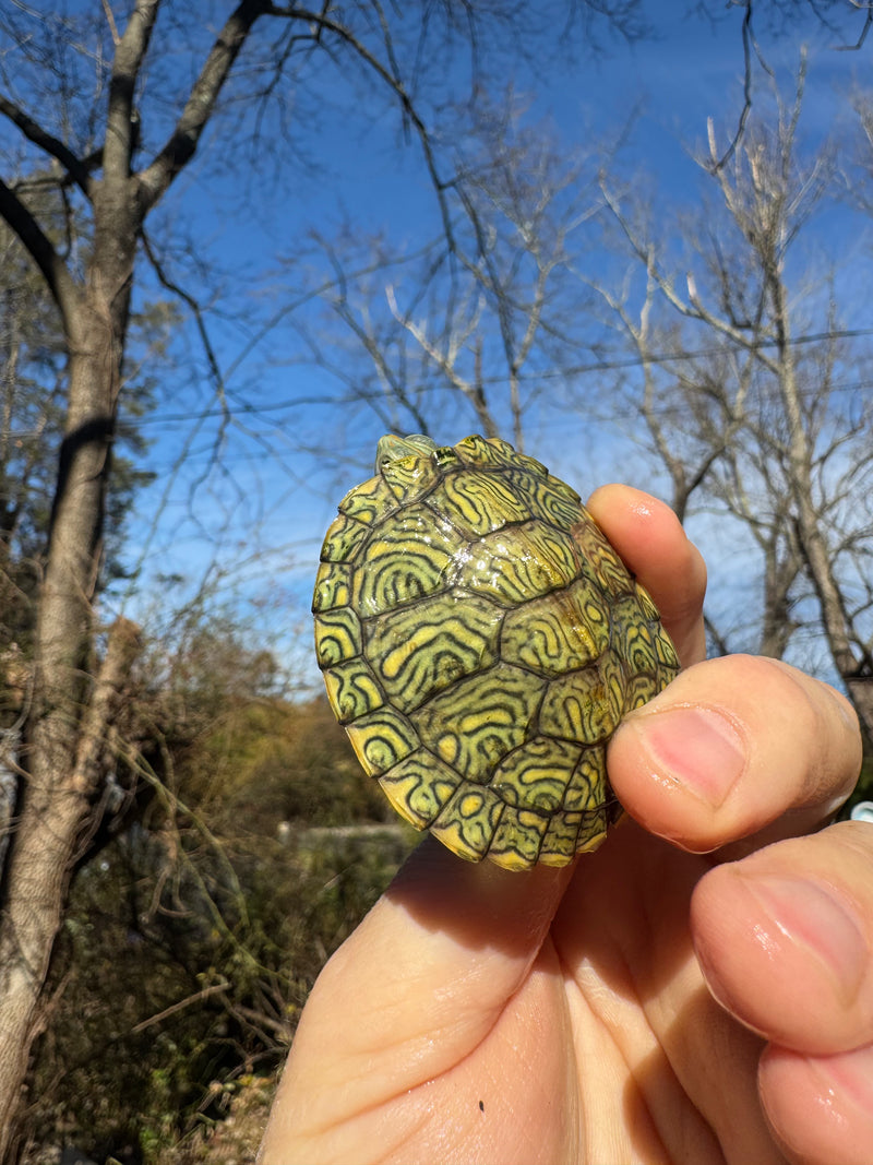 Mitch Clown Red Eared Slider Turtle