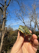 Mitch Clown Red Eared Slider Turtle