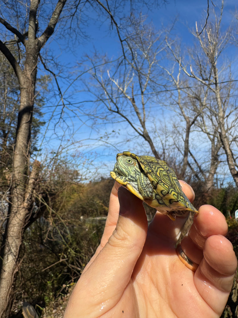 Mitch Clown Red Eared Slider Turtle