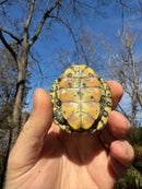 Mitch Clown Red Eared Slider Turtle