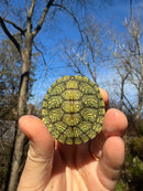 Mitch Clown Red Eared Slider Turtle