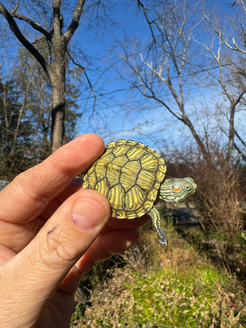 Mitch Clown Red Eared Slider Turtle