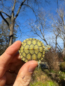Mitch Clown Red Eared Slider Turtle