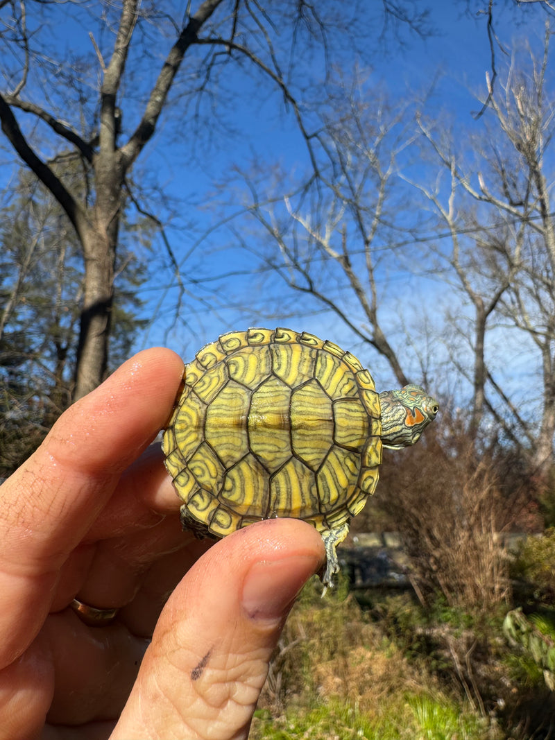 Mitch Clown Red Eared Slider Turtle