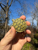 Mitch Clown Red Eared Slider Turtle