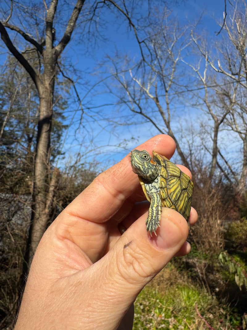 Mitch Clown Red Eared Slider Turtle