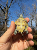 Mitch Clown Red Eared Slider Turtle