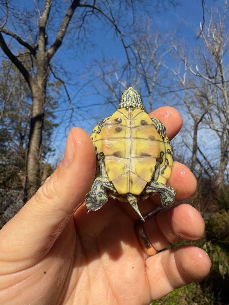 Mitch Clown Red Eared Slider Turtle