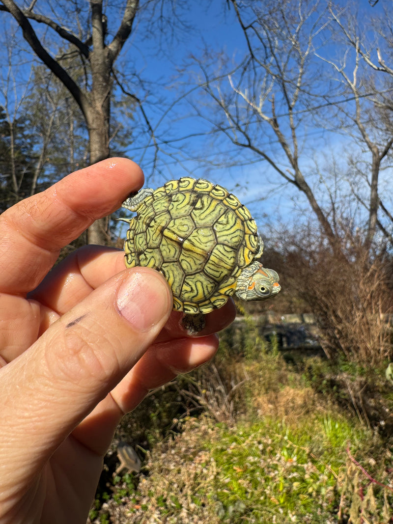 Mitch Clown Red Eared Slider Turtle