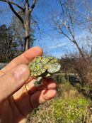 Mitch Clown Red Eared Slider Turtle
