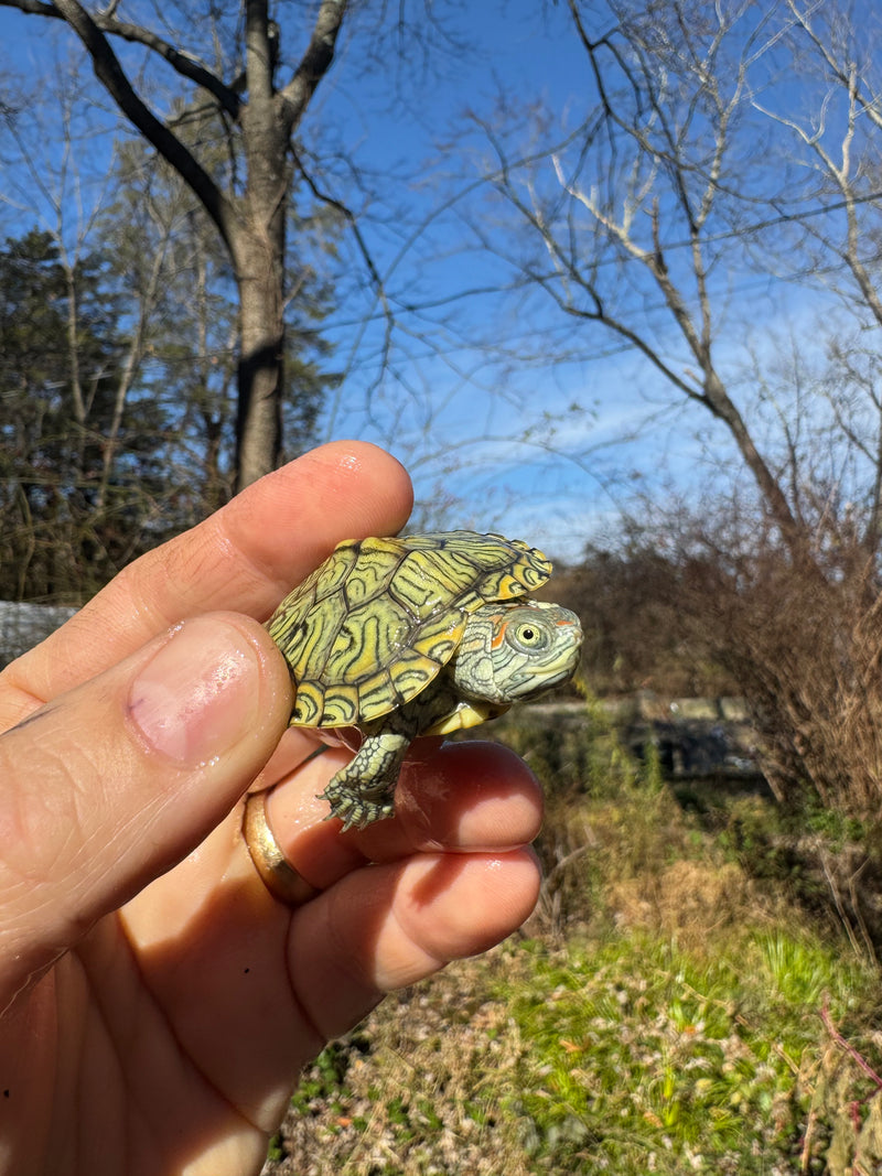 Mitch Clown Red Eared Slider Turtle