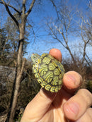 Mitch Clown Red Eared Slider Turtle